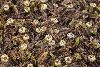 <em>Leptinella squalida</em> 'Platts Black'